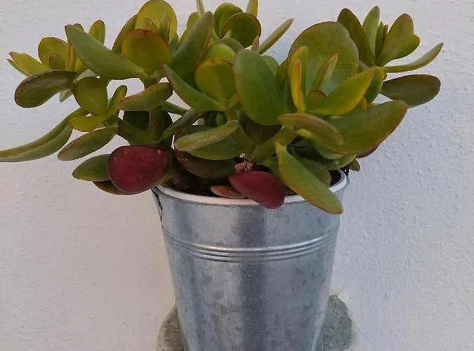 Semesterbostad Reppas House 